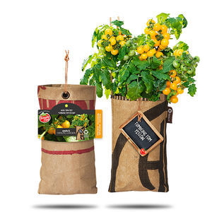 semente de tomateiro-cereja amarela
