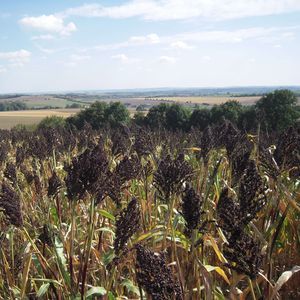 sementes de sorgo superprecoces