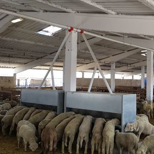 tremonha de alimentação para cordeiros