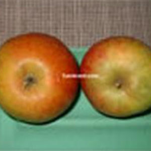 macieira