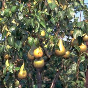 arbusto frutífero