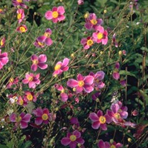 muda de flor perene