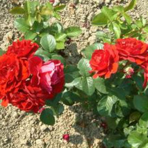 arbusto florífero de flores vermelhas
