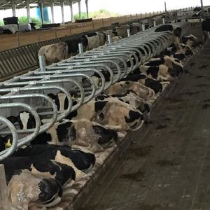 baia Instalações para vacas leiteiras 1