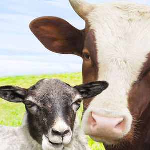 suplemento para animais