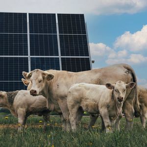 cobertura agrivoltaica para pecuária