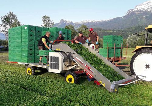 Colheitadeira para hortaliças - FR 60 - De Pietri srl - para alfaces / para espinafres / para ervas aromáticas