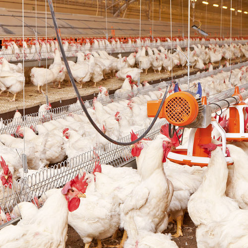 Sistema de alimentação para aves - MalePan - Big Dutchman - de tubo / para aumento da fertilidade