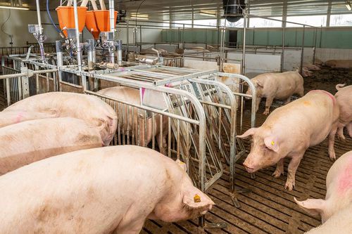 Estação de alimentação para fêmeas suínas - CallBackpro - Big Dutchman - com sistema de identificação automática / com controlador / com software de gestão