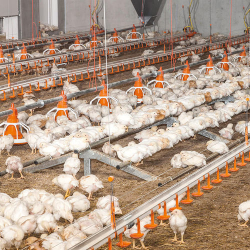 Tremonha de alimentação para aves - A-rack 5800 - Big Dutchman - metálica / coletiva