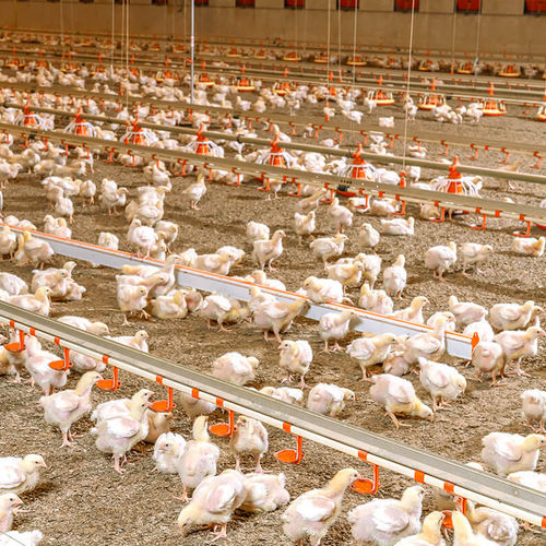 Tremonha de alimentação para aves - Siesta perch - Big Dutchman - em plástico / coletiva / a fixar no piso