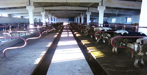 Estábulo galvanizado - Bratslav A.L.C.