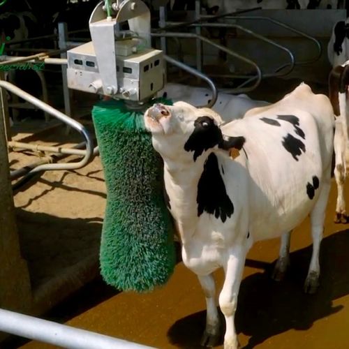 Escova para pecuária - Pendulum Brush - AGRICOW - giratória / para vacas / para cabras