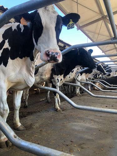Colchão de látex para vacas - ECO-LATEX - AGRICOW