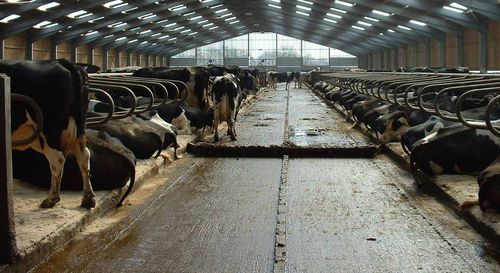 Raspador de esterco com corrente - Dairymaster - reto / automático