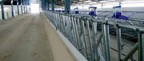 Canzil para bovinos - 3102030 - ILGUN Tarim Mak. ve Ilac San. Tic. Ltd. Sti. - em estrutura tubular