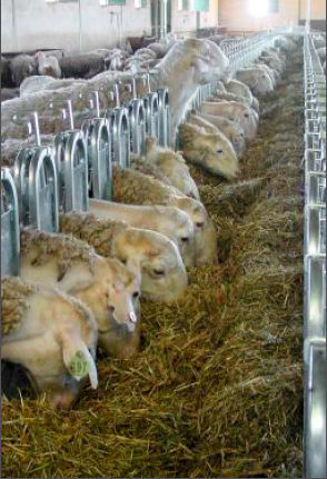 Sistema de alimentação para ovelhas - J. Delgado S.A. - com esteira transportadora / programável