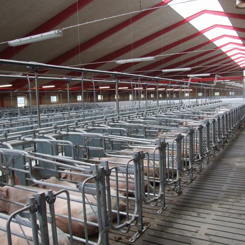 Gaiola de inseminação - JB6000 - Skiold