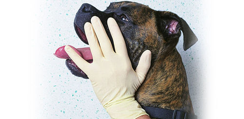 Luvas veterinária - POLYSEM - em látex / sem pó
