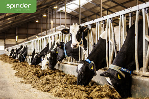 Canzil para vacas - Highline - Spinder Dairy Housing Concepts - autotravante / em estrutura tubular / modular