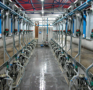 Sala de ordenha para vacas - Emin - TARIMAK A.S. Tarimak Tarim Makinalan San. ve Tic. - tipo espinha-de-peixe