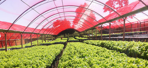 Tela de sombreamento - ChromatiNet® Silver - Ginegar Plastic Inc - para culturas agrícolas / em malha