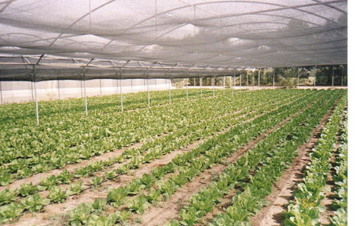 Cortina de climatização - Aluminet® IC series - Ginegar Plastic Inc - para estufa
