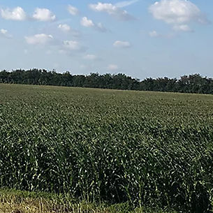 Semente De Milho Superprecoce P Dupont Pioneer Para Silagem