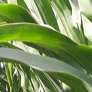 Semente de milho precoce - P7647 - DuPont Pioneer - para silagem / para grãos / híbrida