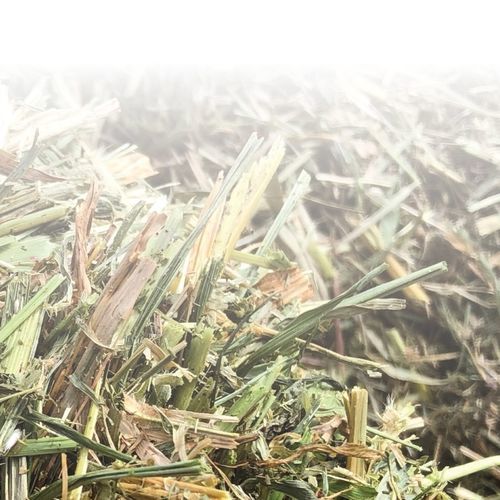Semente de sorgo semiprecoce - SP2707 DT - S & W Seed Company - para silagem / resistente ao mosaico / híbrida