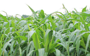 Forragem de sorgo - ADV S6504 - Alta Seeds - para ração / híbrida