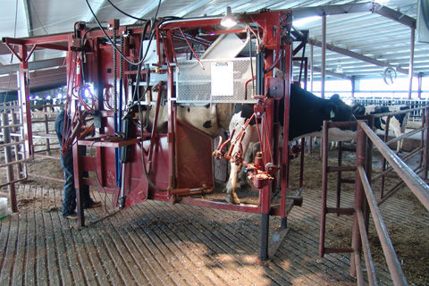 Tronco de contenção para vacas - APPLETON CHUTE - Appleton Steel, Inc. - hidráulico / para cuidados com os cascos