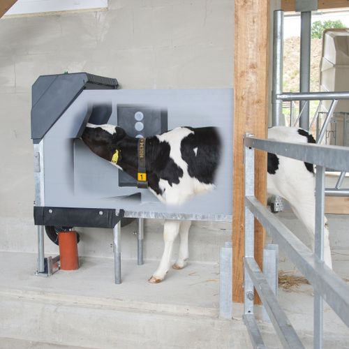 Tremonha de alimentação para bezerros - HL100 - Calf Star - em aço inoxidável / automática / programável