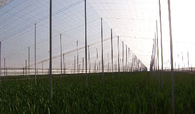 Estufa multicapela - R-PA80,R-PA100  - Rufepa - em material plástico / com estrutura em aço / com calhas pluviais