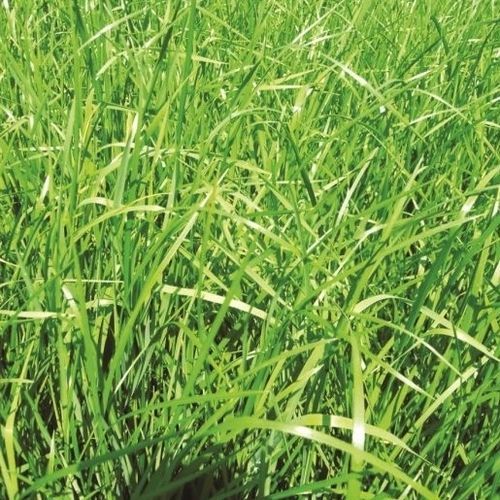 Cultura de cobertura de festuca - 75102036 - Vital Concept - para ração / para pasto / para feno