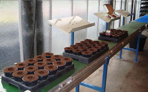Máquina de repicagem para bandejas - Demtec - para vasos / automática
