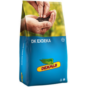 Semente de soja precoce - DK EXDEKA - DeKalb - resistente ao mofo branco / resistente à Phoma / híbrida