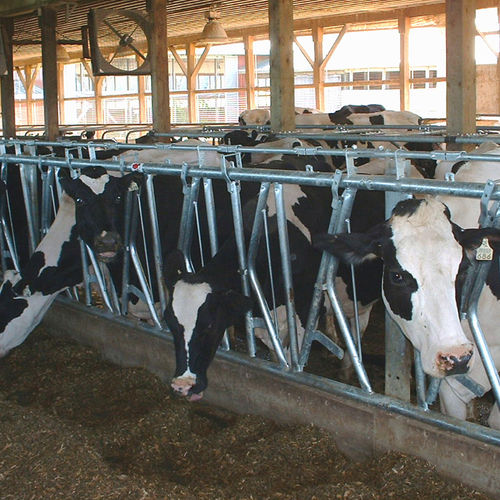 Canzil para vacas - Faromor Ltd - autotravante / em estrutura tubular / ajustável