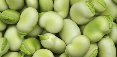 Semente de fava precoce - Danko - AGRI-SEMENCES - anual