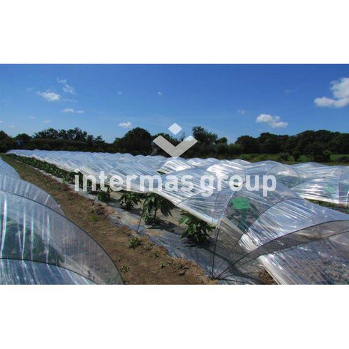 Filme para cultivo forçado - SEMI-FORÇAGE STANDARD - INTERMAS - transparente