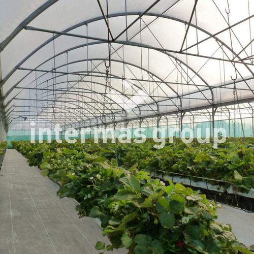 Filme para estufa - SEMI-FORÇAGE THERMIQUE - INTERMAS - para cultivo forçado / resistente a UV / transparente