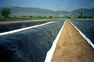 Filme para cobertura de solo - Asperfect™ Easy Fill - OERLEMANS PLASTICS BV - efeito térmico / transparente / branco
