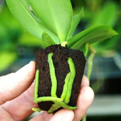 Substrato de cultivo terra vegetal - Orchid - Jiffy Products International BV - em forma de tampão