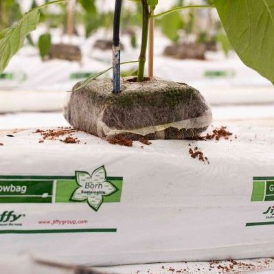 Substrato de cultivo rejeitos de coco - Jiffy Products International BV - fibra de coco / em bloco prensado / compacto