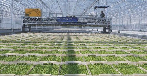 Sistema de movimentação hortícola automático - XY - Visser Horti Systems - para bandejas de cultivo
