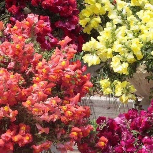 Semente de flor anual - Candy showers - SAKATA ORNAMENTALS EUROPE A/S - rosa / amarela / vermelha
