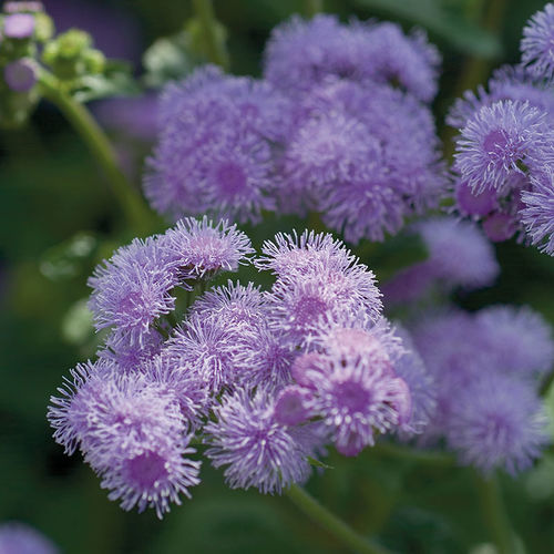 Semente de flor anual - Horizon - SAKATA ORNAMENTALS EUROPE A/S - violeta / azul / a cortar