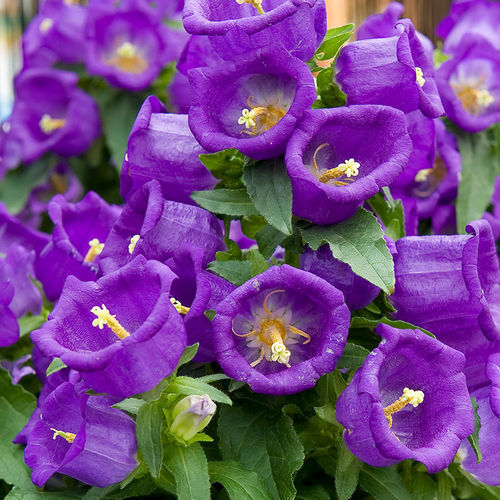 Semente de flor anual - Appeal - SAKATA ORNAMENTALS EUROPE A/S - rosa / violeta / branca