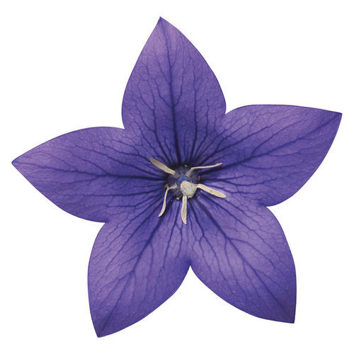 Semente de flor anual - Astra - SAKATA ORNAMENTALS EUROPE A/S - rosa / violeta / branca
