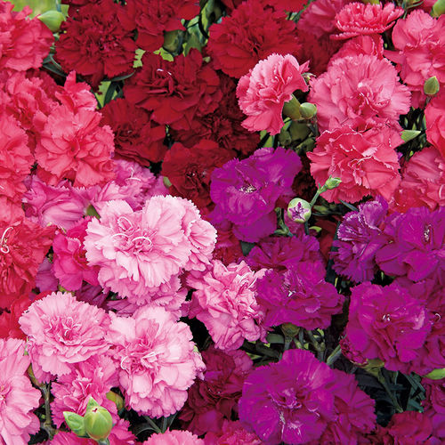 Semente de flor anual - Can Can - SAKATA ORNAMENTALS EUROPE A/S - rosa / violeta / vermelha